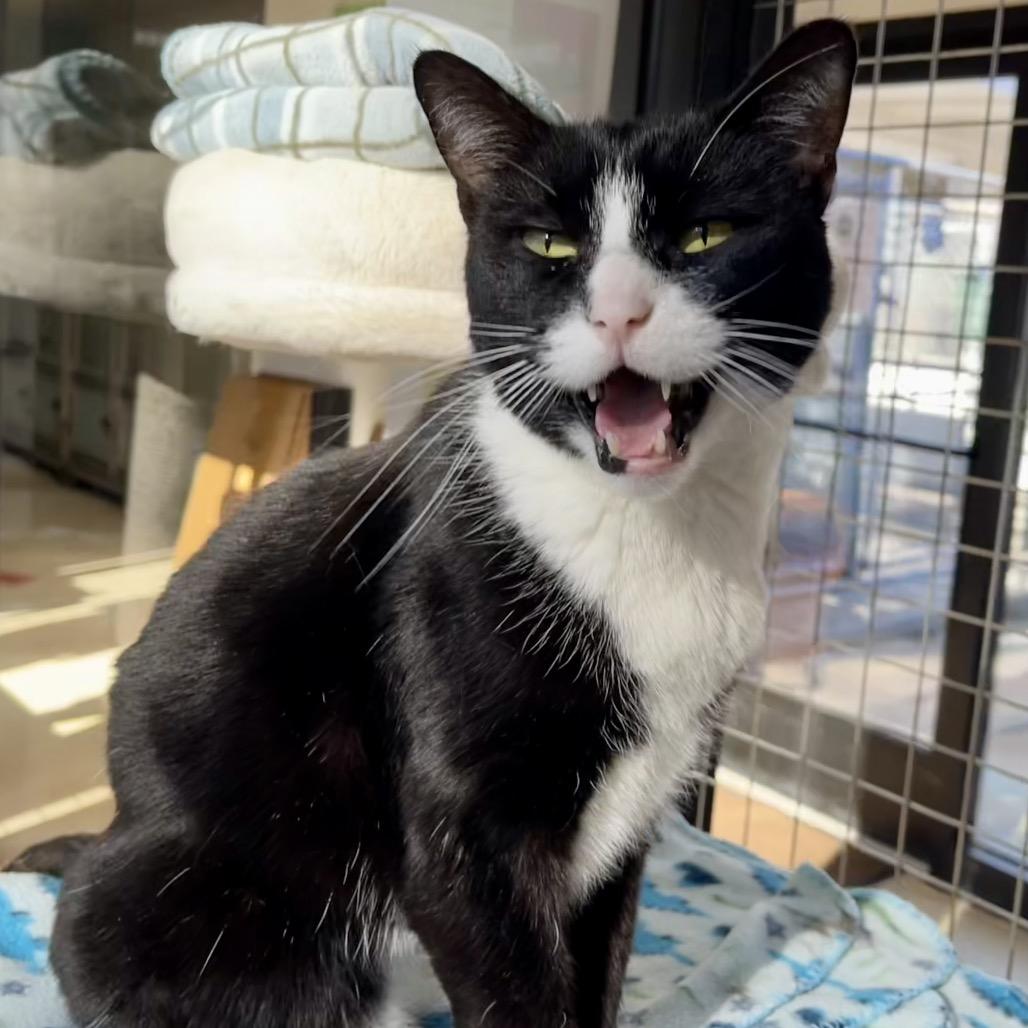 James Bond, Adoptable, Senior Male Domestic Short Hair.
