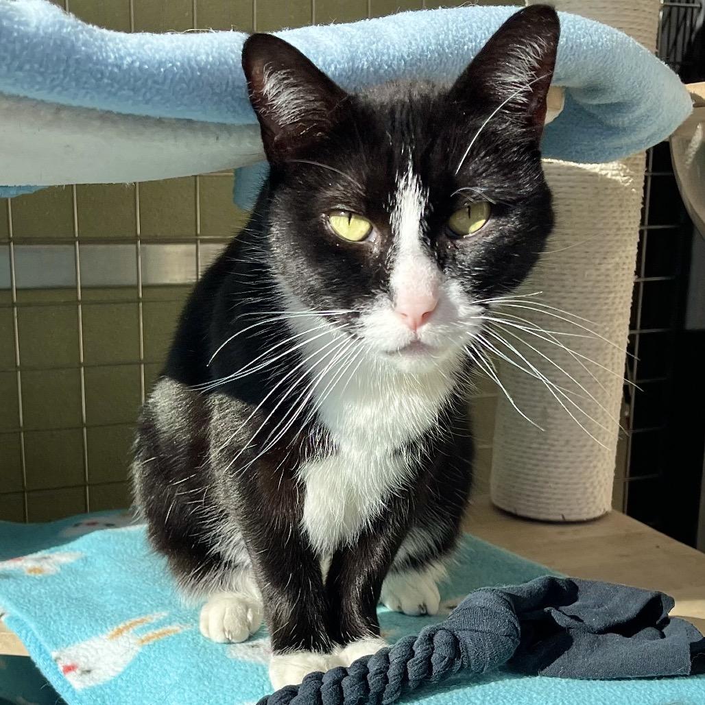 Enlarge James Bond, a Adoptable Domestic Short Hair in Deerfield, IL image 2/6