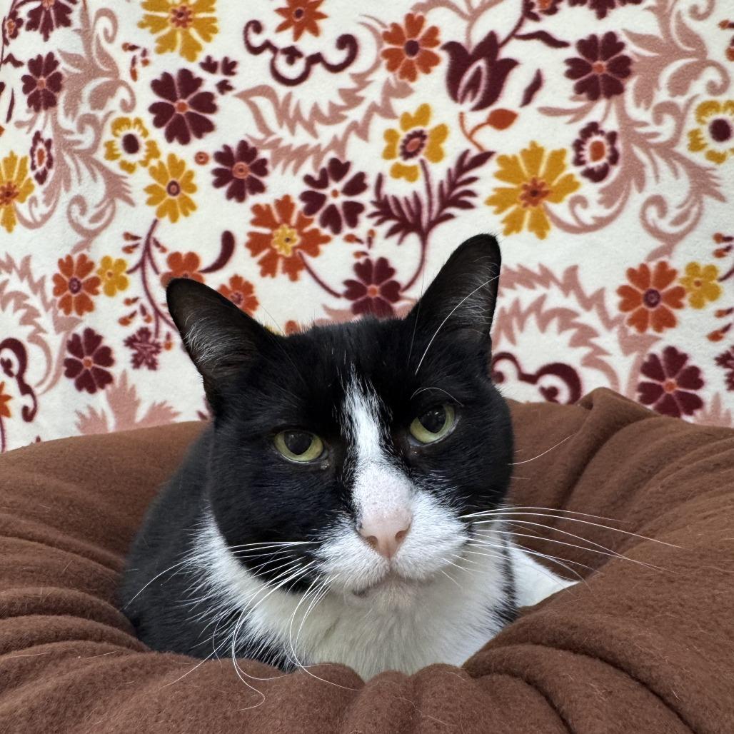 Enlarge James Bond, a Adoptable Domestic Short Hair in Deerfield, IL image 2/6