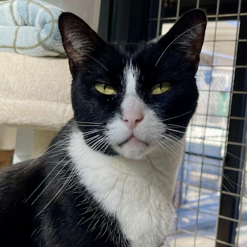 Enlarge James Bond, a Adoptable Domestic Short Hair in Deerfield, IL image 3/6