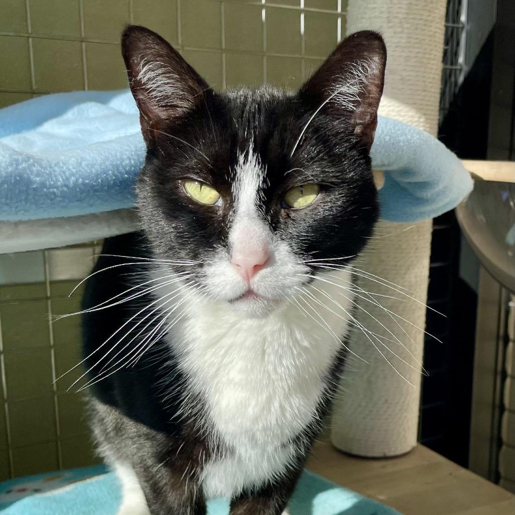 Enlarge James Bond, a Adoptable Domestic Short Hair in Deerfield, IL image 3/6