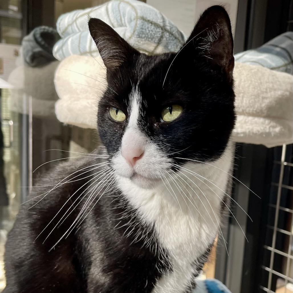 Enlarge James Bond, a Adoptable Domestic Short Hair in Deerfield, IL image 5/6