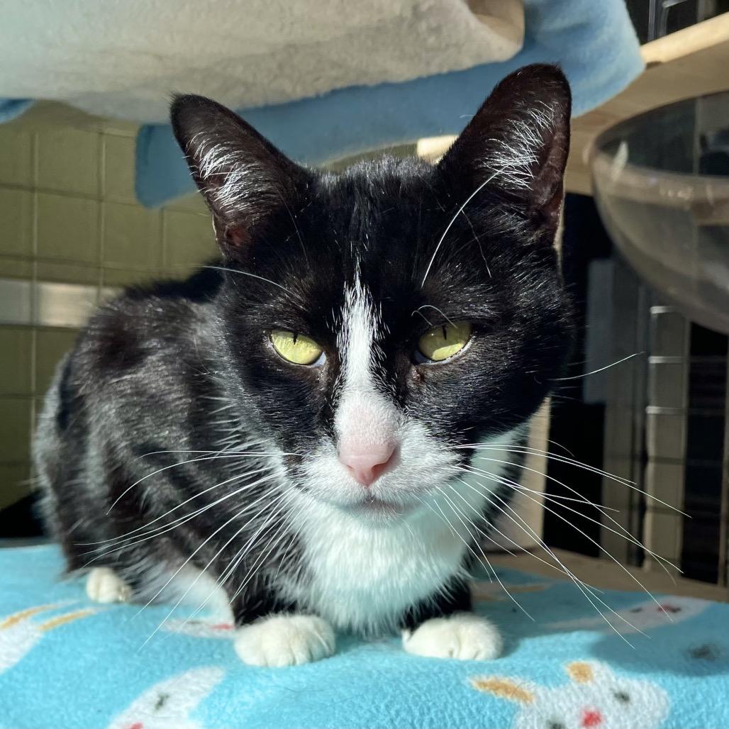 Enlarge James Bond, a Adoptable Domestic Short Hair in Deerfield, IL image 4/6