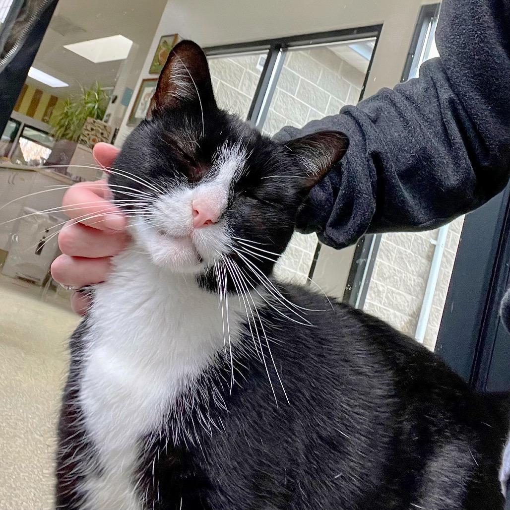 Enlarge James Bond, a Adoptable Domestic Short Hair in Deerfield, IL image 5/6