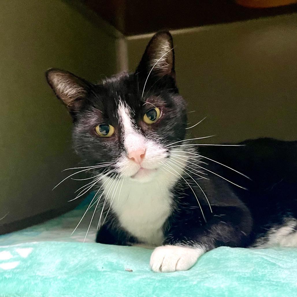 Enlarge James Bond, a Adoptable Domestic Short Hair in Deerfield, IL image 6/6