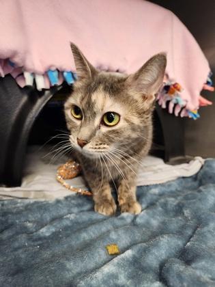 Enlarge Smokey, a Adoptable mixed breed in Shawano, WI image 1/2