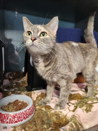 Enlarge Smokey, a Adoptable mixed breed in Shawano, WI image 2/2