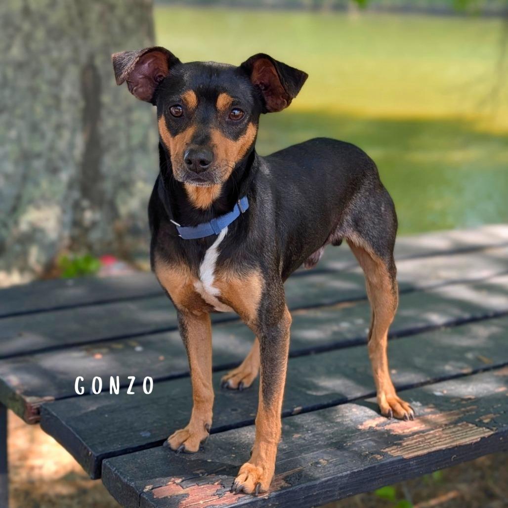 Gonzo(hw+) 02-0508, Adoptable, Adult Male Miniature Pinscher & Mixed Breed.
