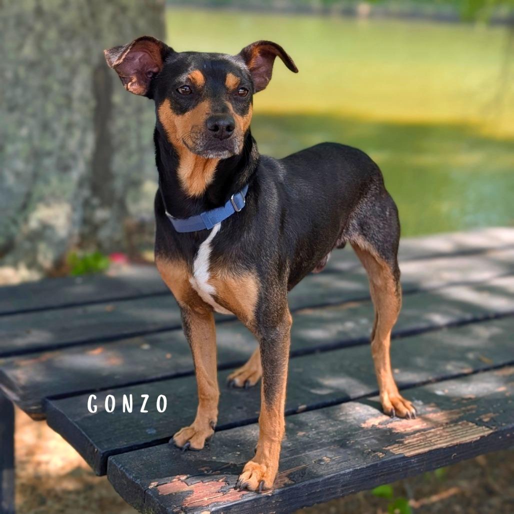 Enlarge Gonzo(hw+) 02-0508, a Adoptable mixed breed in Tyrone, GA image 2/6
