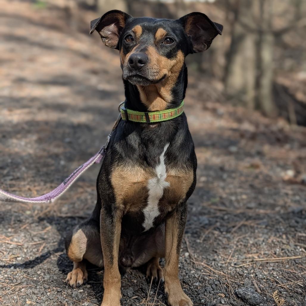 Enlarge Gonzo(hw+) 02-0508, a Adoptable mixed breed in Tyrone, GA image 3/6
