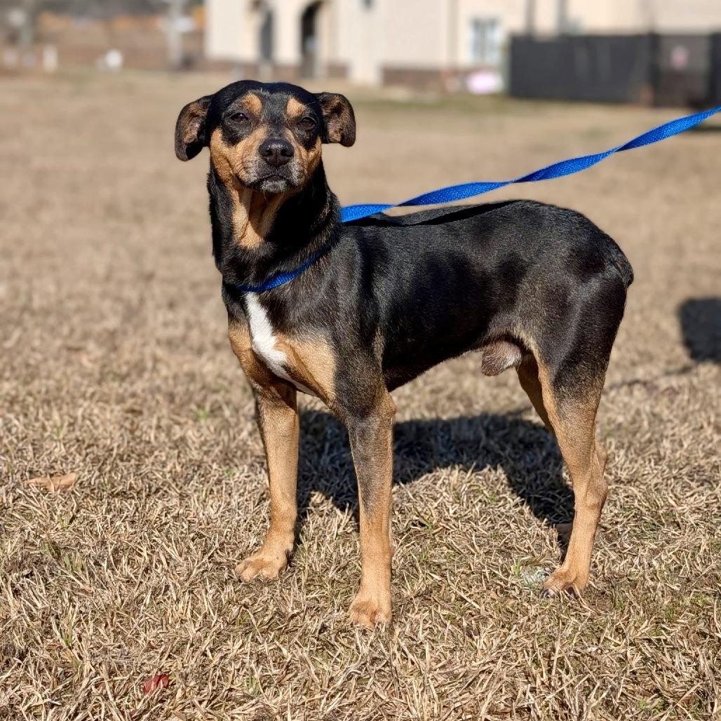 Enlarge Gonzo(hw+) 02-0508, a Adoptable mixed breed in Tyrone, GA image 4/6