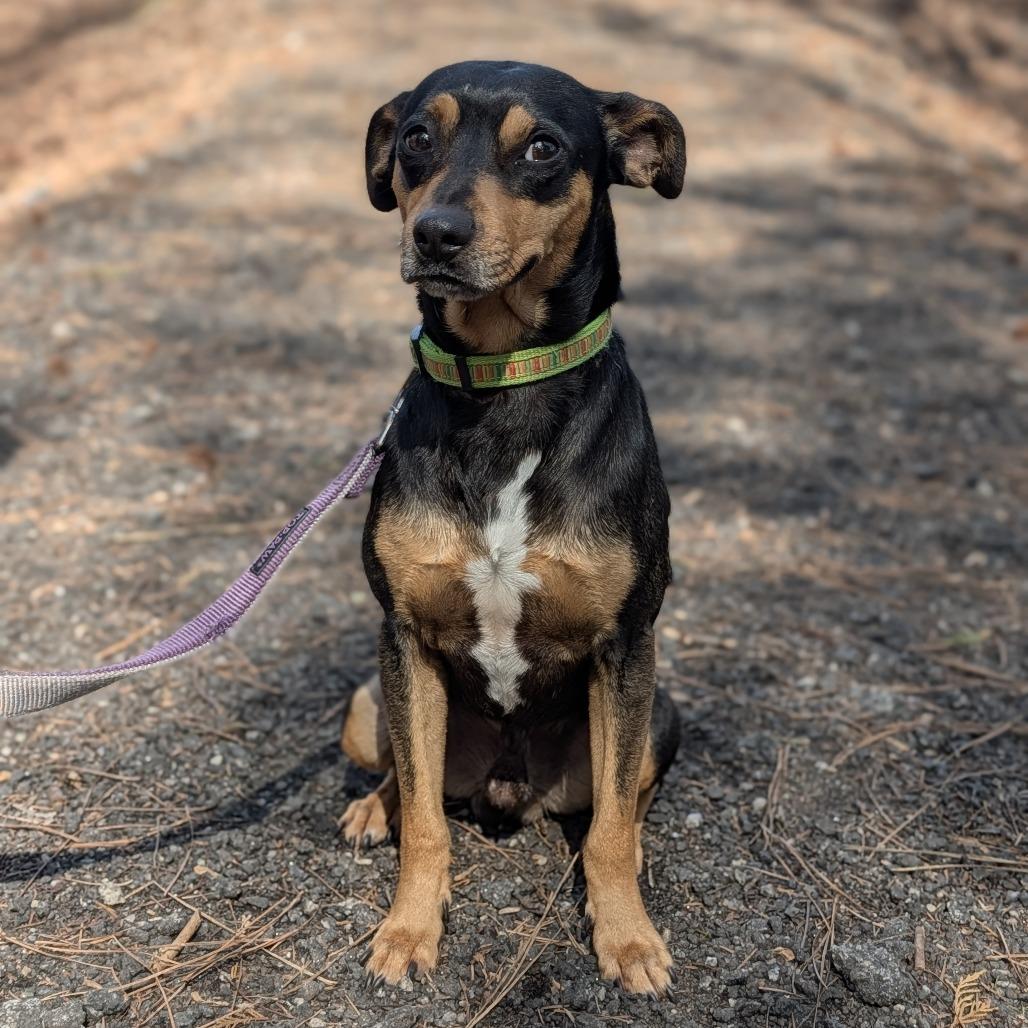 Enlarge Gonzo(hw+) 02-0508, a Adoptable mixed breed in Tyrone, GA image 5/6