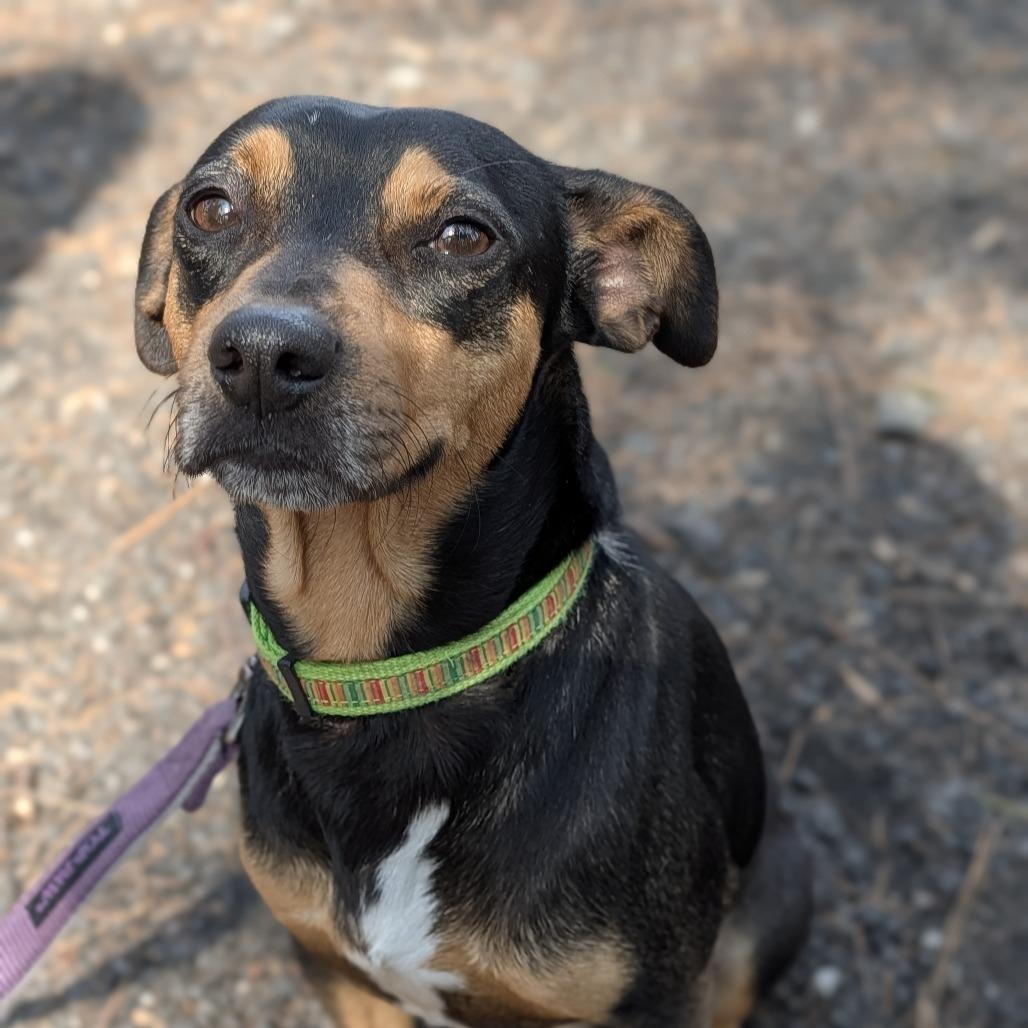 Enlarge Gonzo(hw+) 02-0508, a Adoptable mixed breed in Tyrone, GA image 6/6