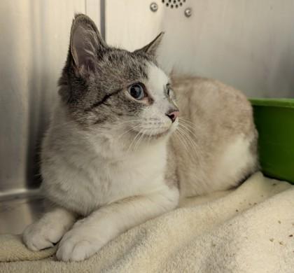 Enlarge Blue Christmas, a Adoptable mixed breed in Westland, MI image 1/3