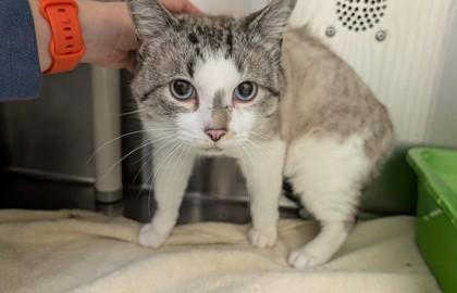 Enlarge Blue Christmas, a Adoptable mixed breed in Westland, MI image 2/3