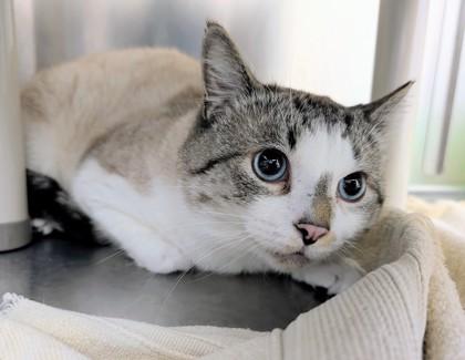 Enlarge Blue Christmas, a Adoptable mixed breed in Westland, MI image 3/3