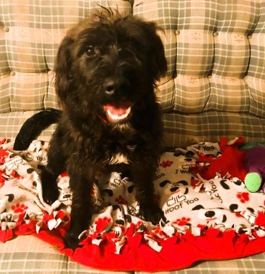 Abidon, Adoptable, Young Male Schnauzer & Poodle.
