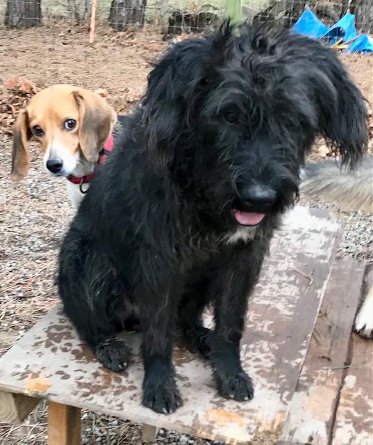 Enlarge Abidon, a Adoptable mixed breed in Honeoye Falls, NY image 2/2