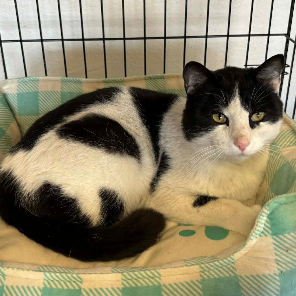 Enlarge Chester, a Adoptable Domestic Short Hair in Warrensburg, MO image 1/1