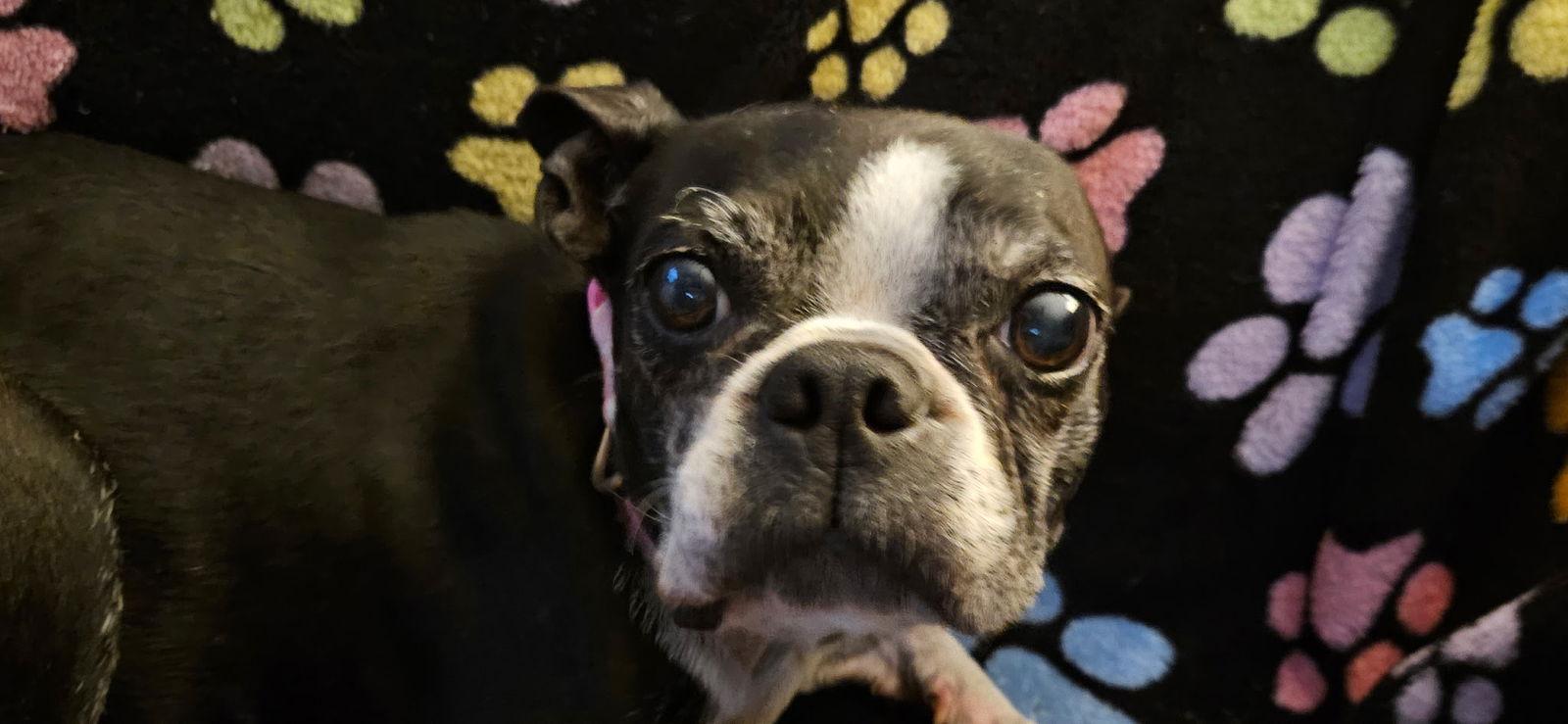 Calliope (Callie), Adopted, Adult Female Boston Terrier.