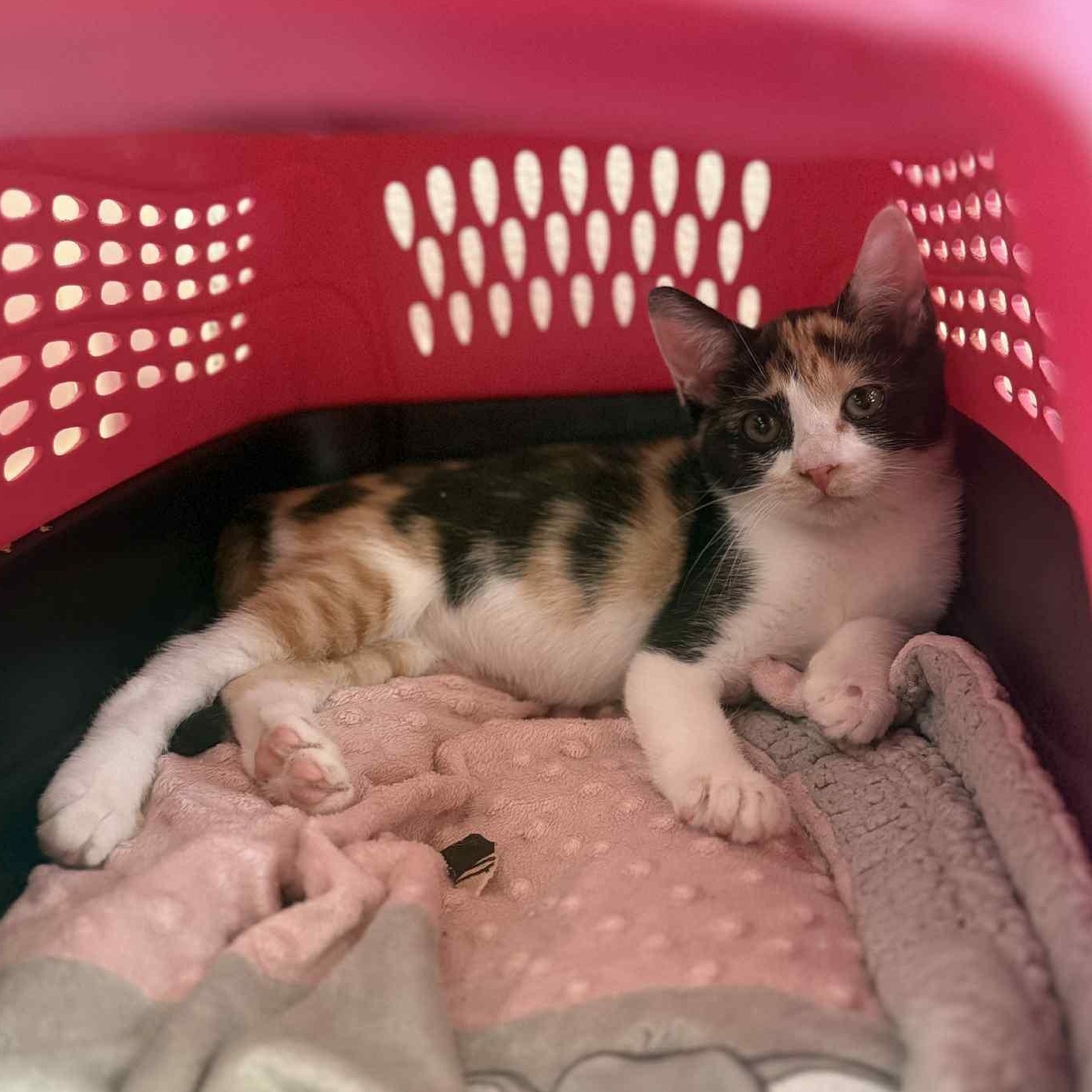 Enlarge Callie & Lexi (Bonded Pair), a Adoptable Domestic Short Hair in Antioch, CA image 2/5