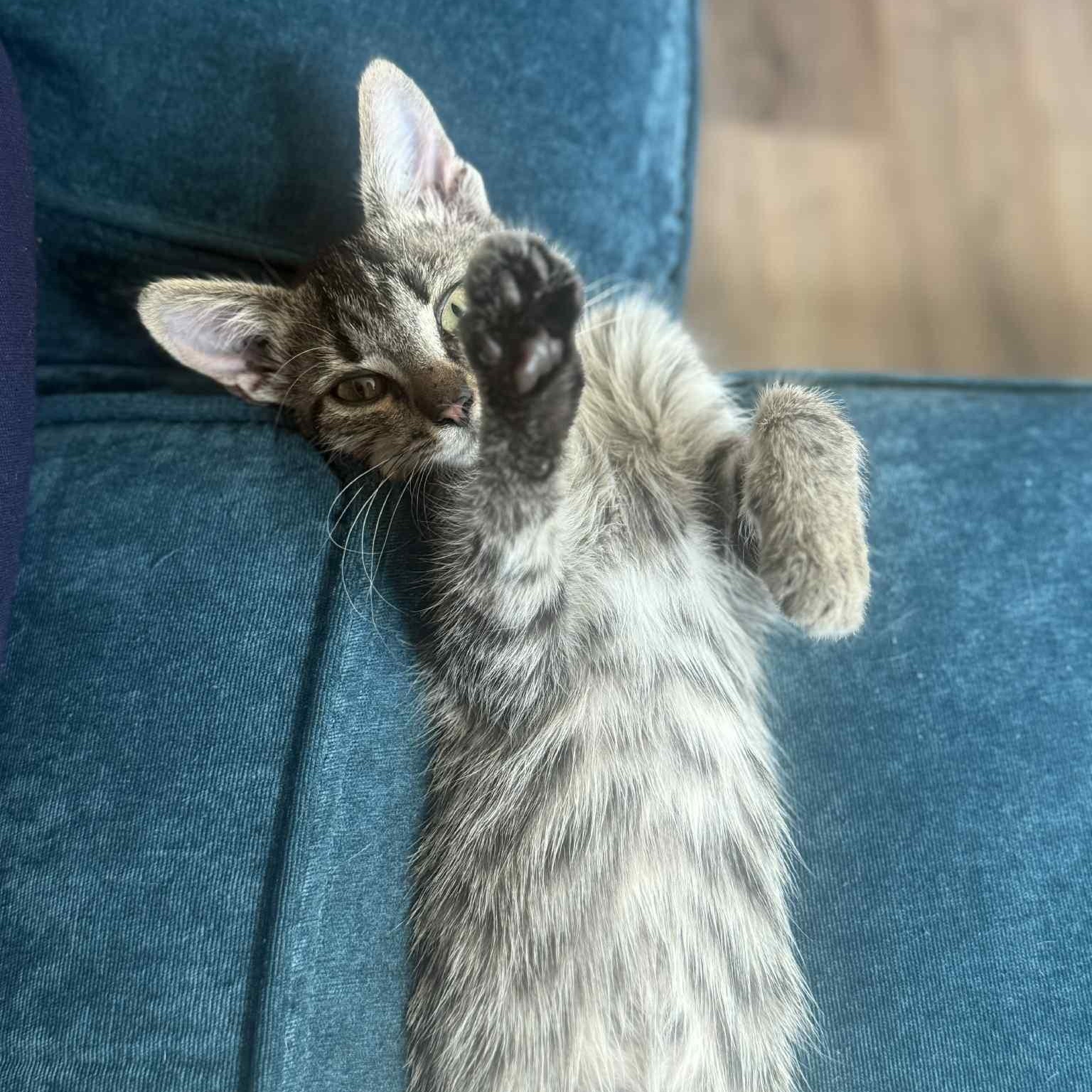 Enlarge Callie & Lexi (Bonded Pair), a Adoptable Domestic Short Hair in Antioch, CA image 3/5