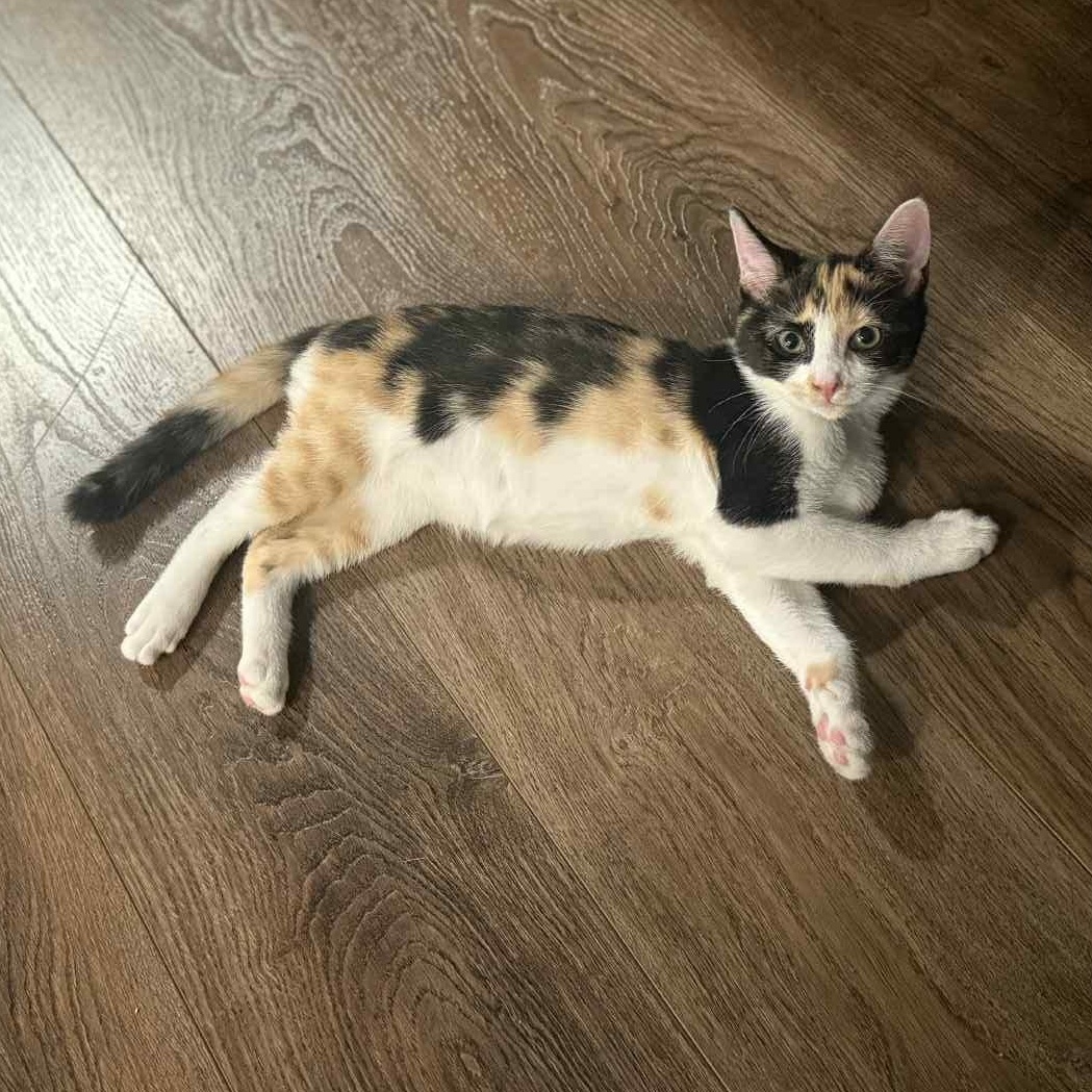 Enlarge Callie & Lexi (Bonded Pair), a Adoptable Domestic Short Hair in Antioch, CA image 4/5