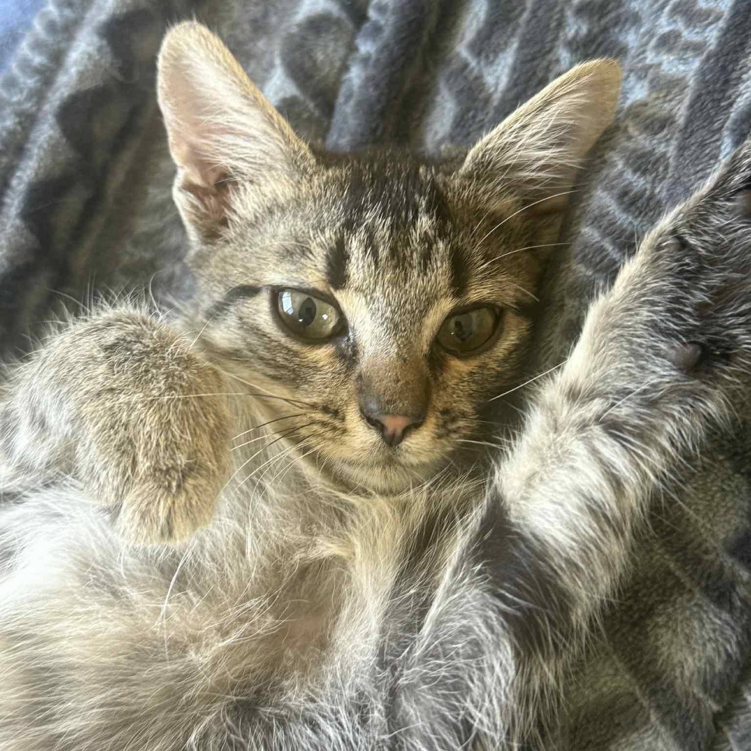 Enlarge Callie & Lexi (Bonded Pair), a Adoptable Domestic Short Hair in Antioch, CA image 5/5