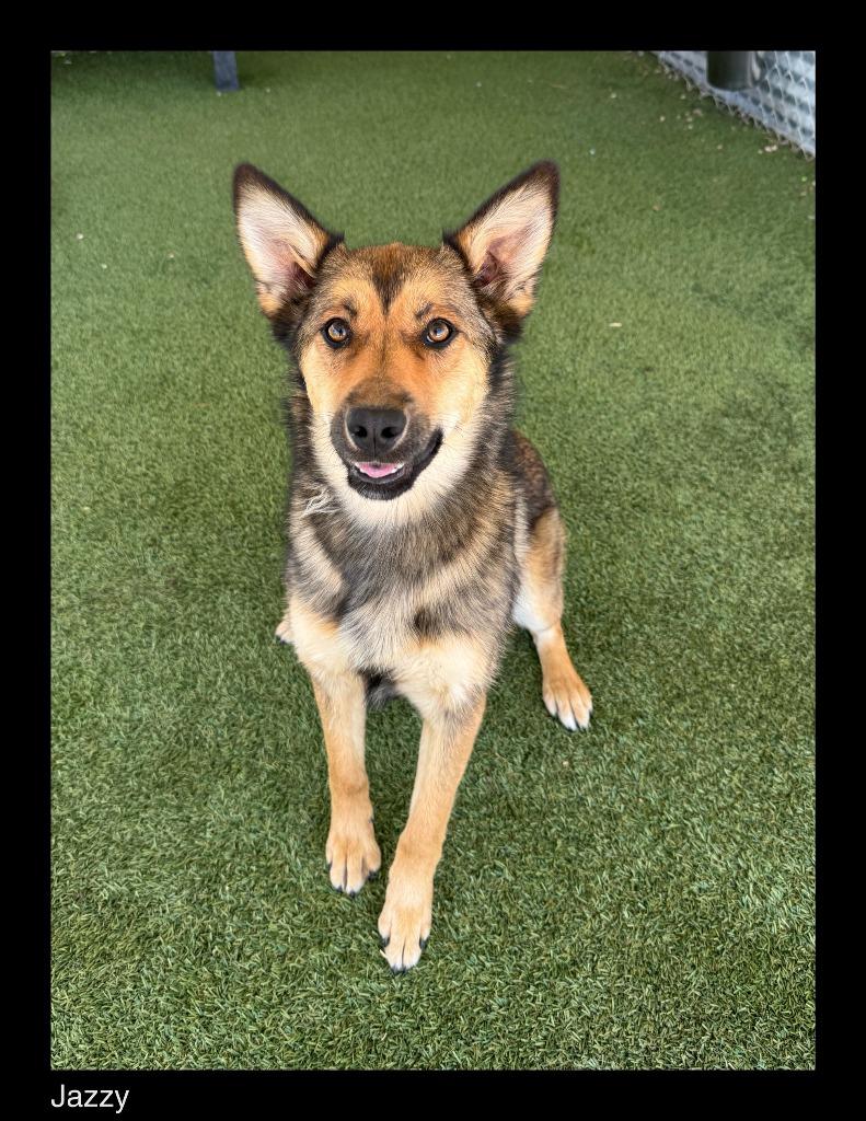 Enlarge Jazzy, a Adoptable mixed breed in Chino Valley, AZ image 1/2