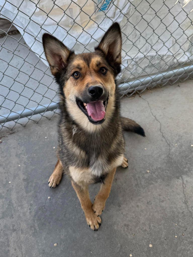 Enlarge Jazzy, a Adoptable mixed breed in Chino Valley, AZ image 2/2