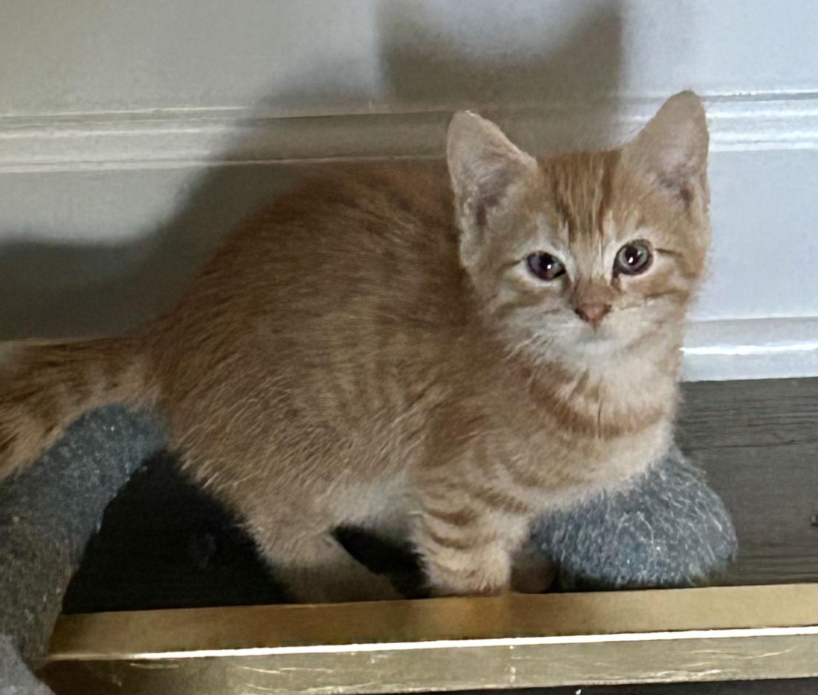 Squeak, Adopted, Kitten Female Domestic Short Hair.