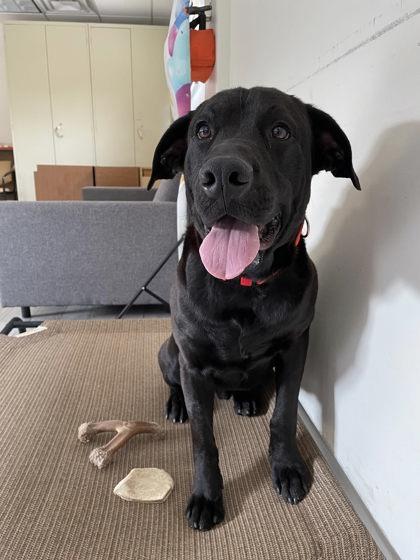 Bailey, Adoptable, Adult Male Retriever & Mixed Breed.
