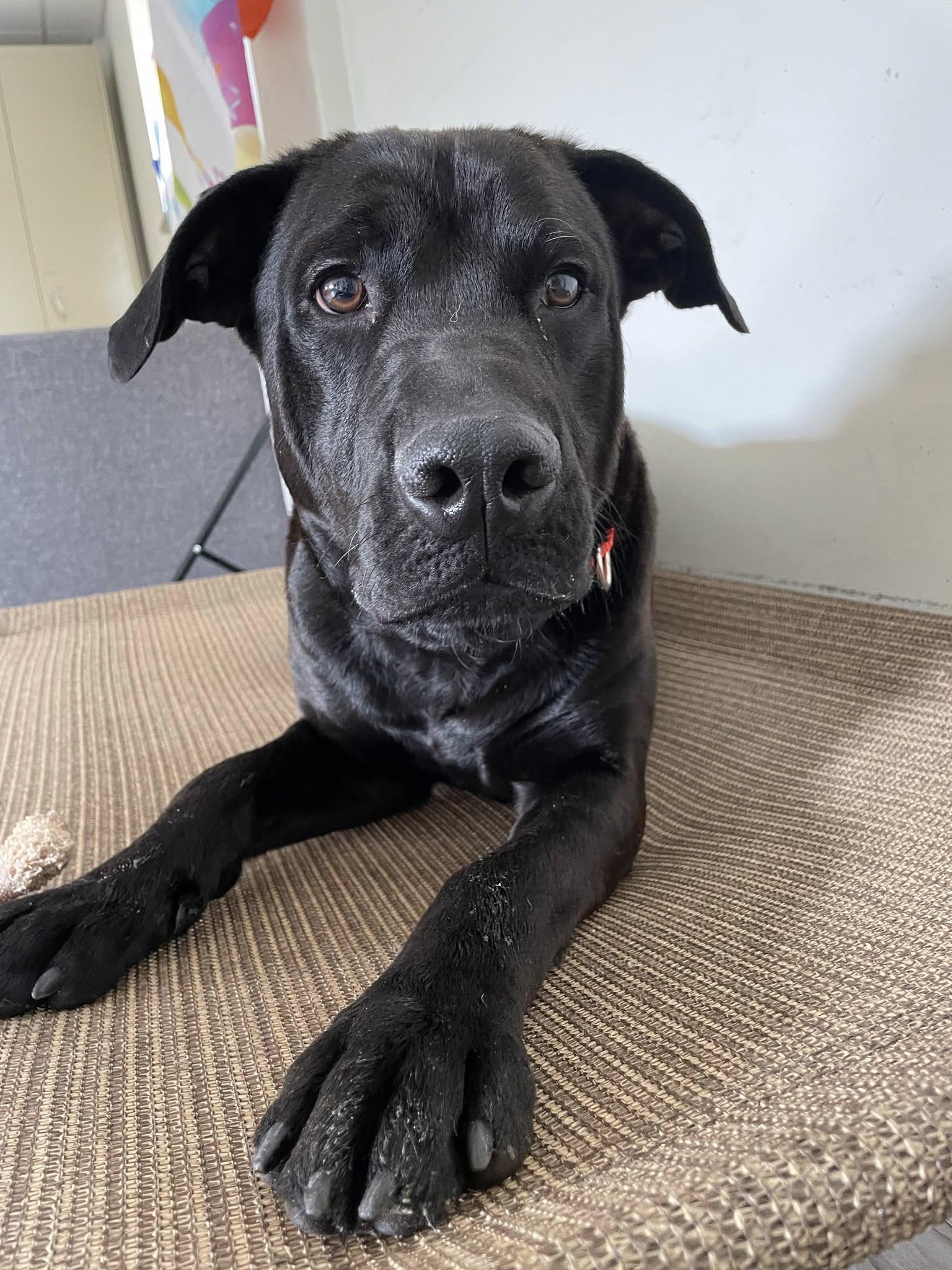 Enlarge Bailey, a Adoptable mixed breed in South Bend, IN image 2/3