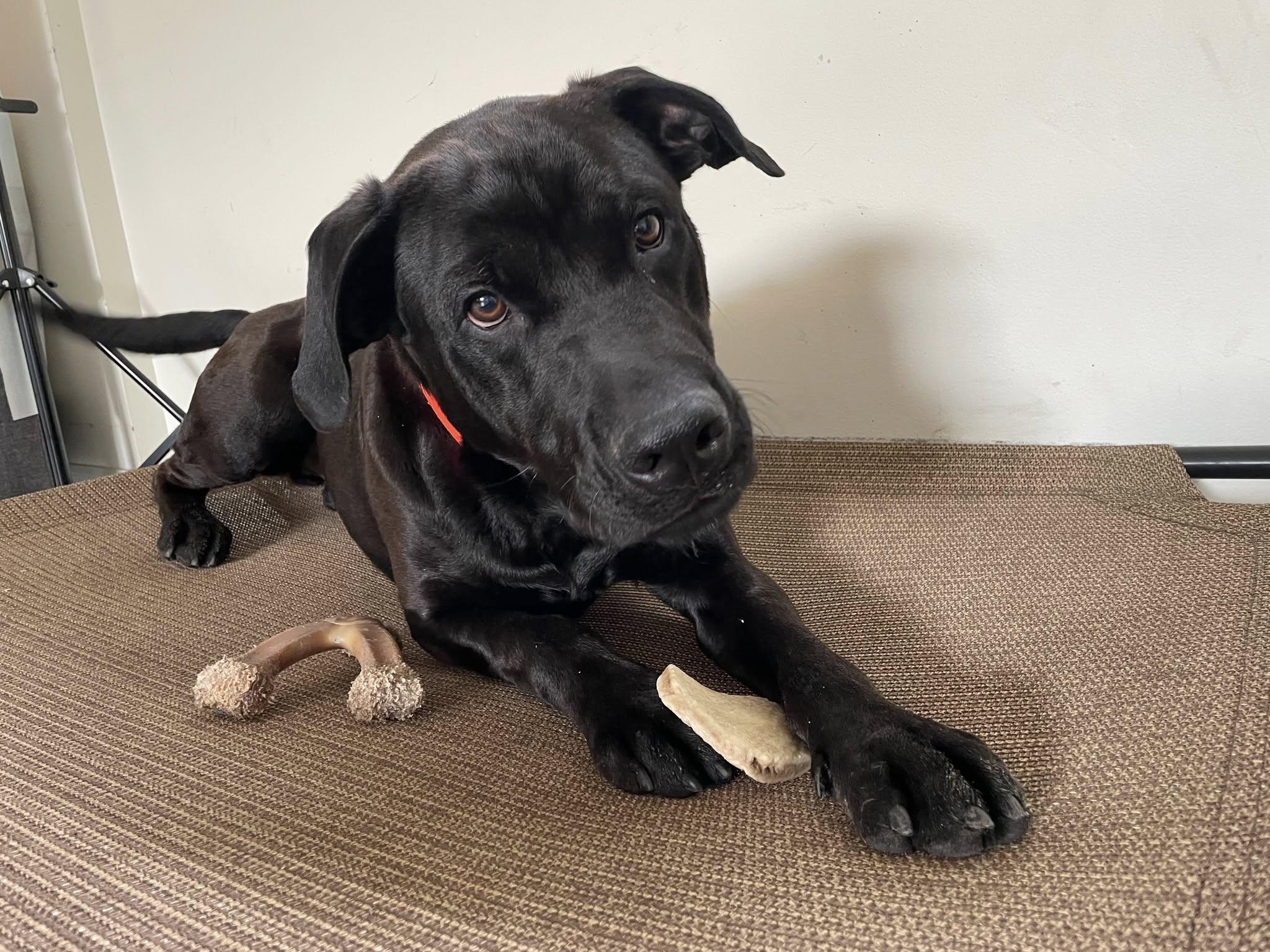 Enlarge Bailey, a Adoptable mixed breed in South Bend, IN image 3/3