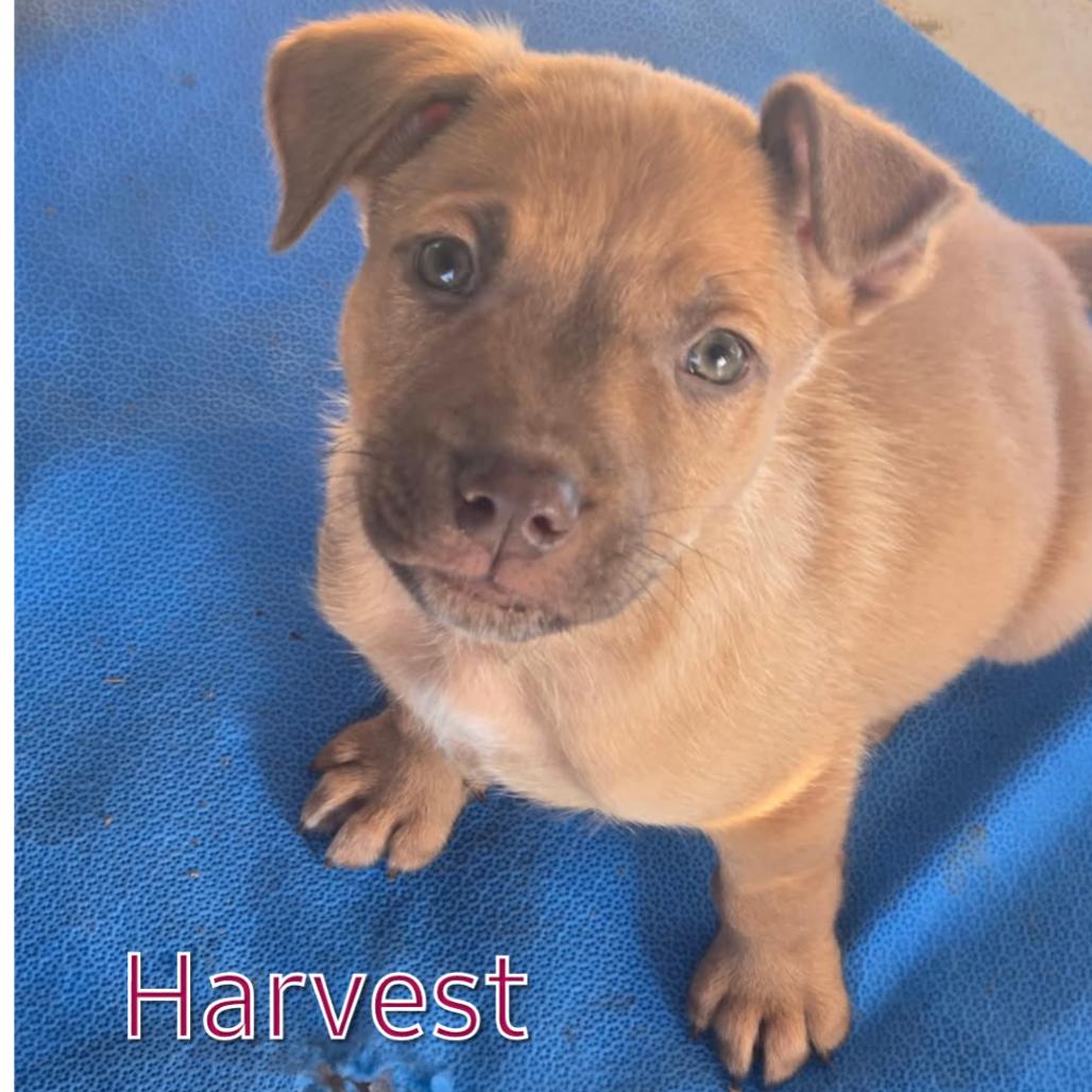 Buddy, a Adoptable Mixed Breed in Redwood Valley, CA image 1/6