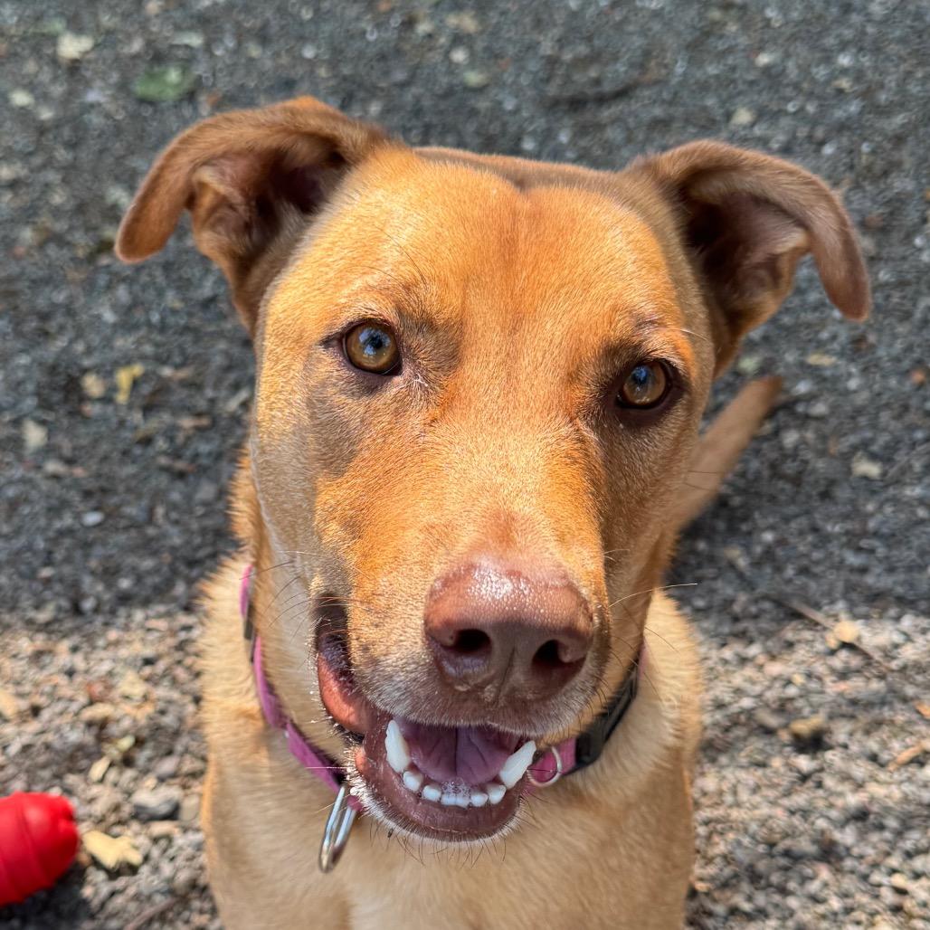 Buddy, Adoptable, Adult Male Mixed Breed.