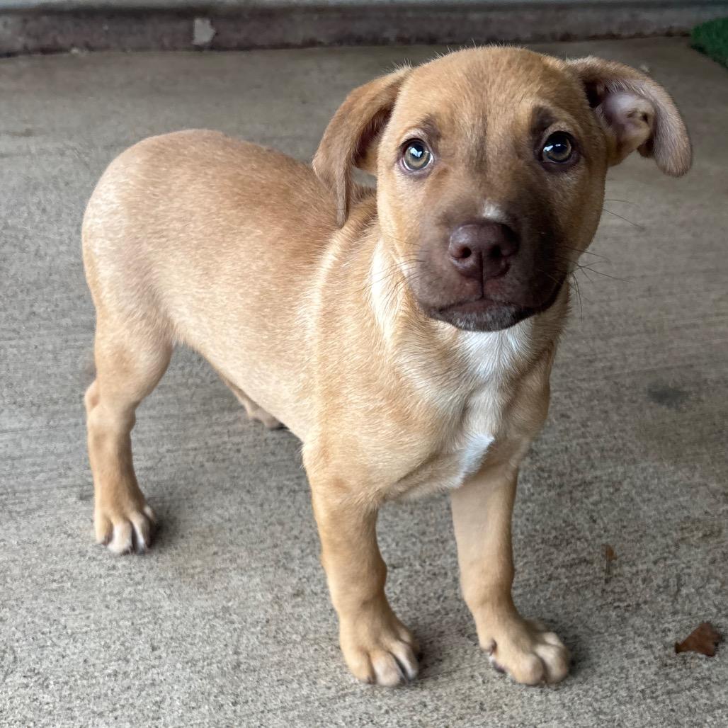 Buddy, Adoptable, Young Male Mixed Breed.