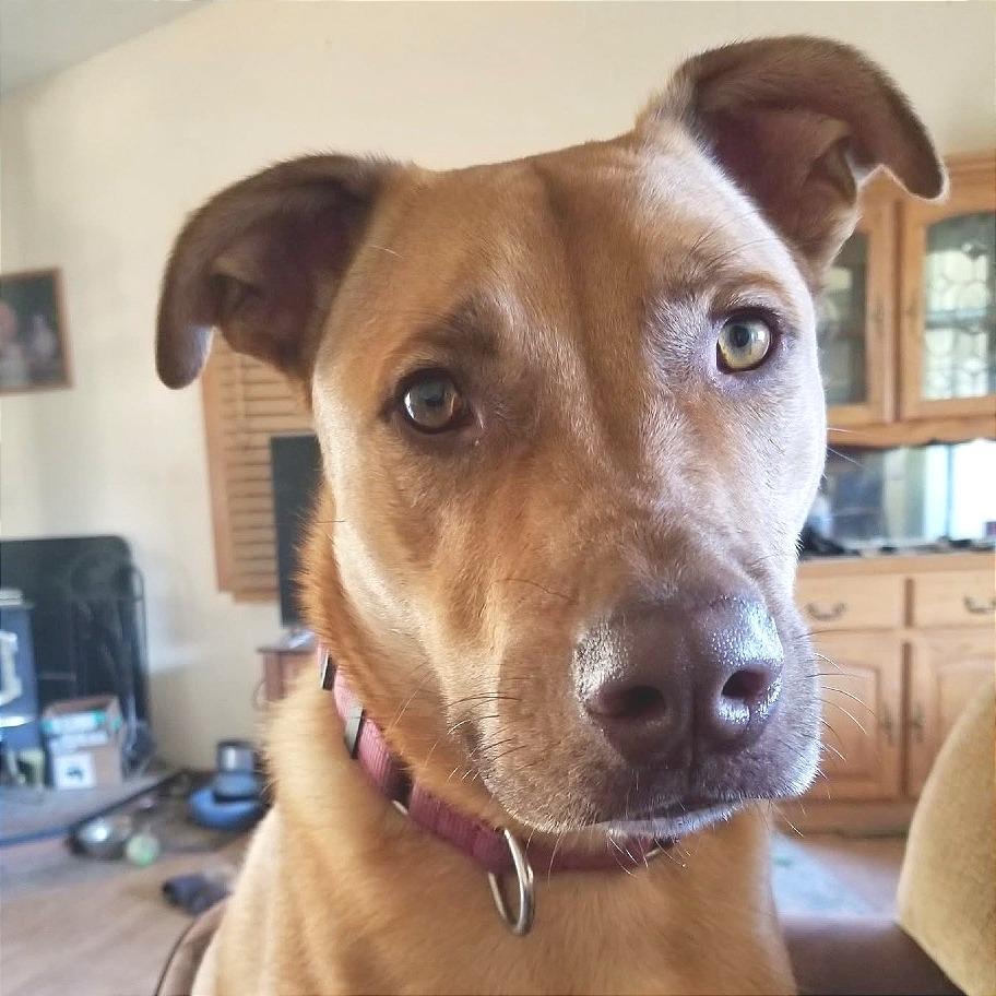 Buddy, a Adoptable Mixed Breed in Redwood Valley, CA image 2/6