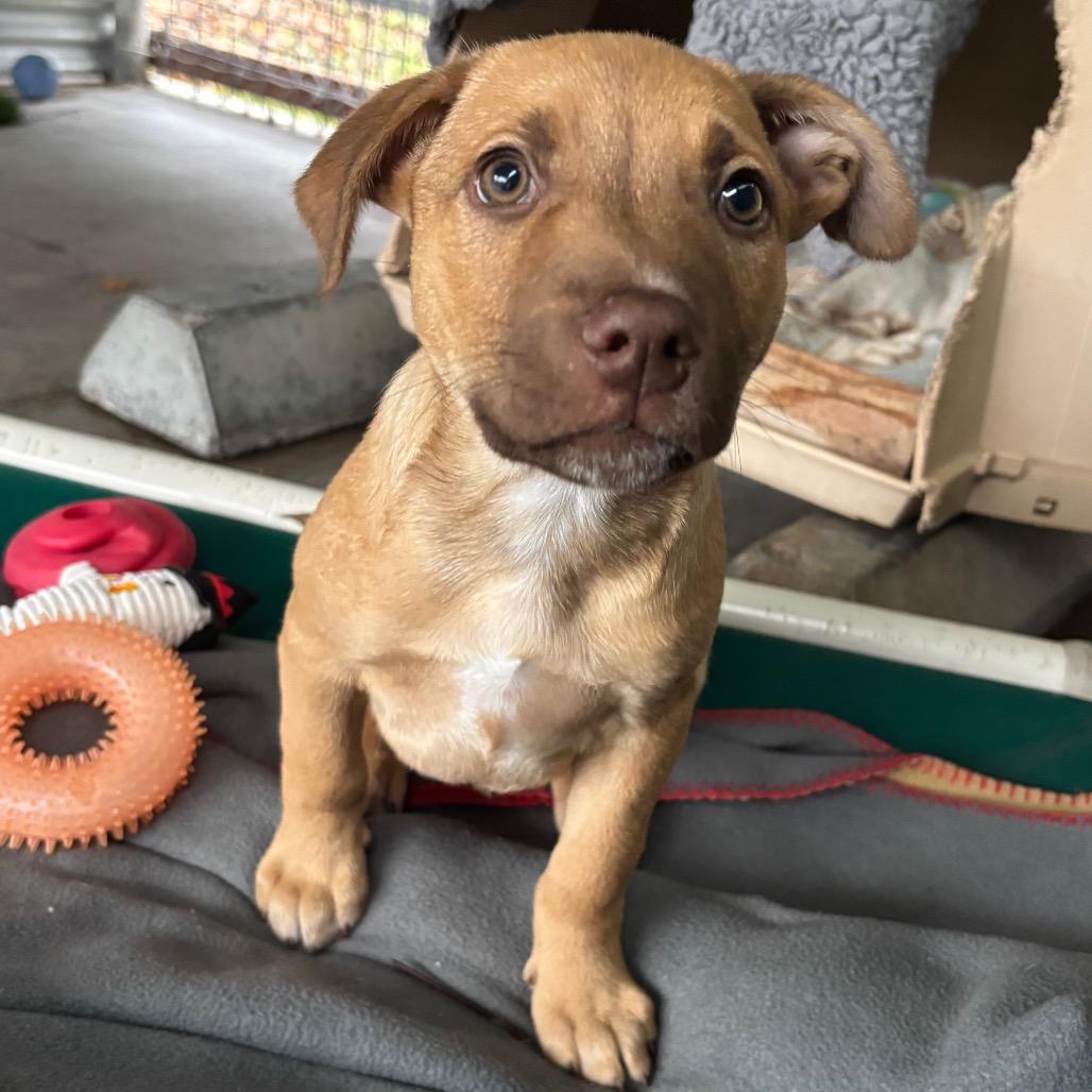 Buddy, a Adoptable Mixed Breed in Redwood Valley, CA image 3/6