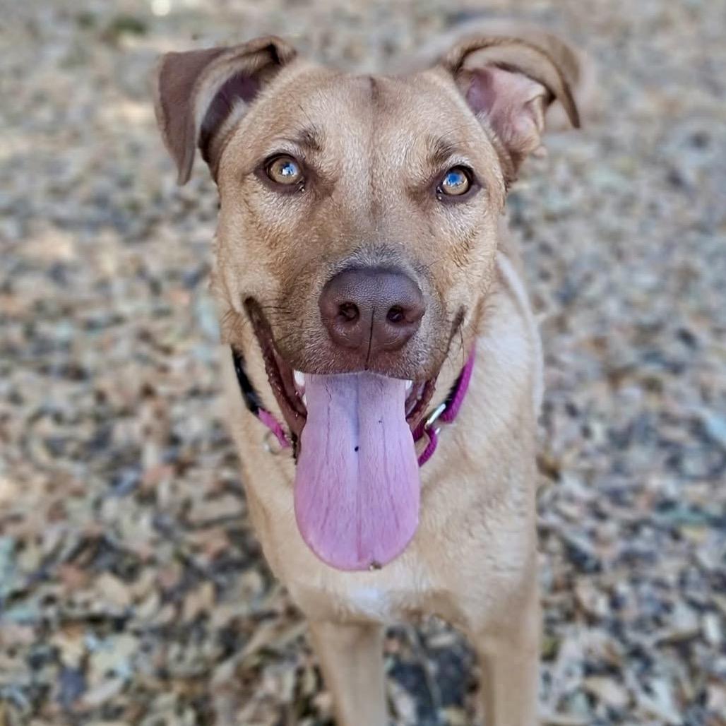 Enlarge Buddy, a Adoptable Mixed Breed in Redwood Valley, CA image 3/6