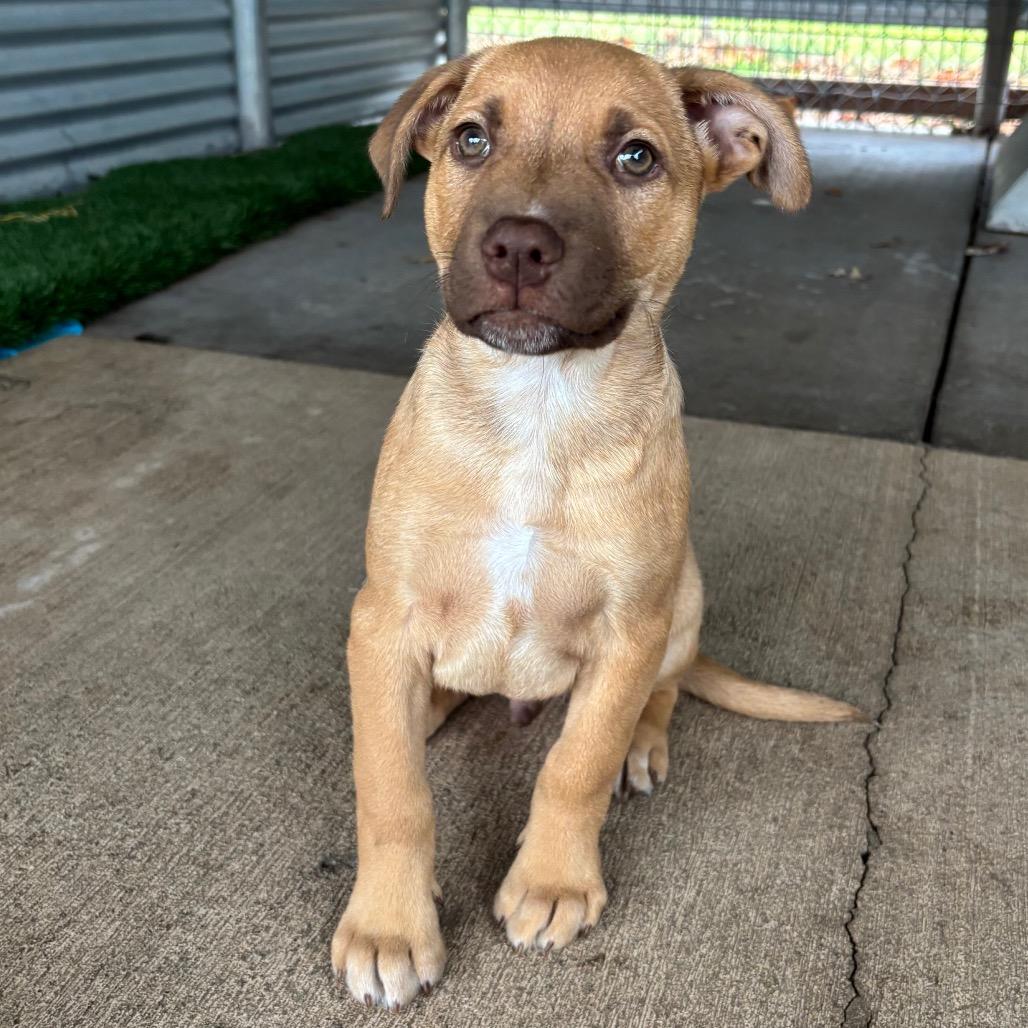 Buddy, a Adoptable Mixed Breed in Redwood Valley, CA image 3/6
