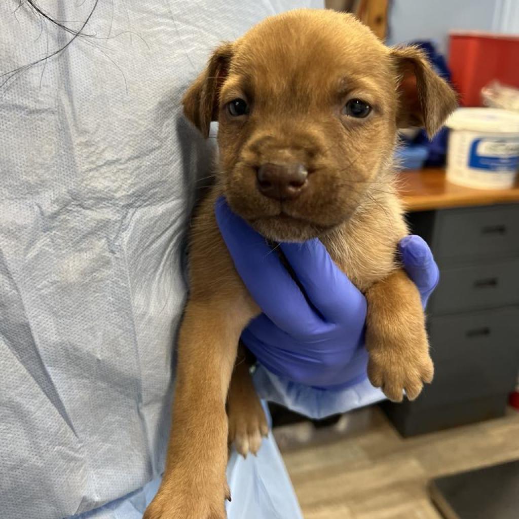 Buddy, a Adoptable Mixed Breed in Redwood Valley, CA image 6/6