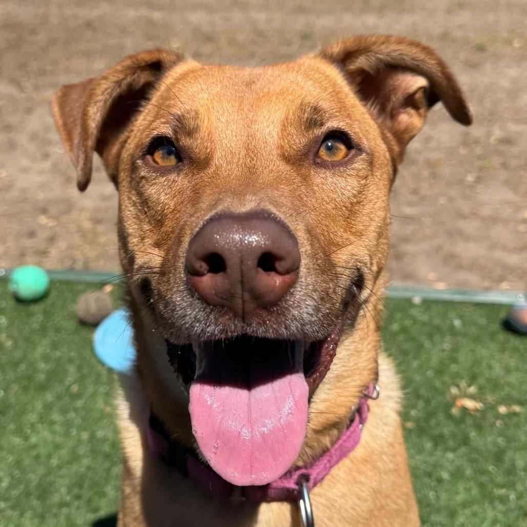 Buddy, a Adoptable Mixed Breed in Redwood Valley, CA image 4/5
