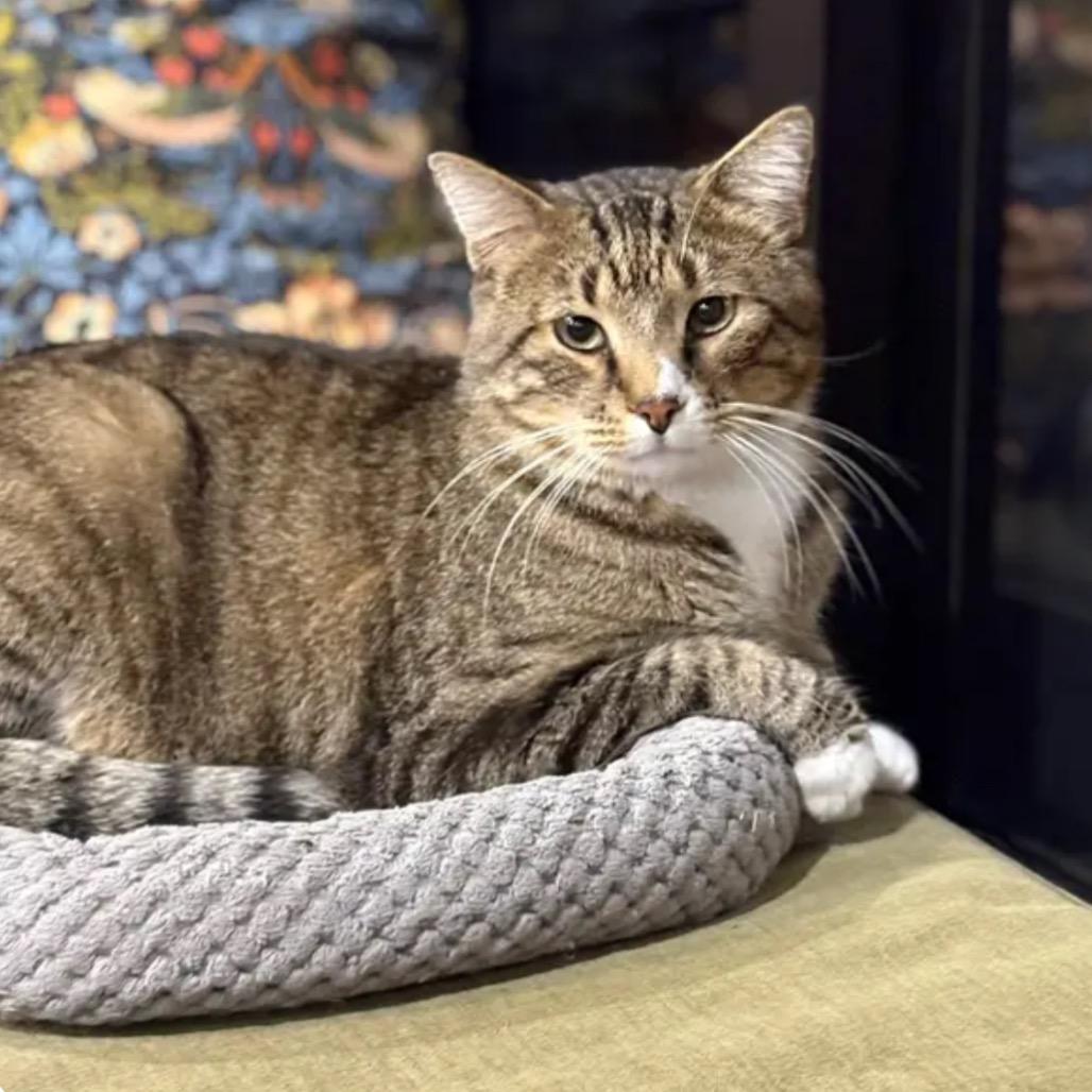 Socks, Adoptable, Adult Female Domestic Short Hair.