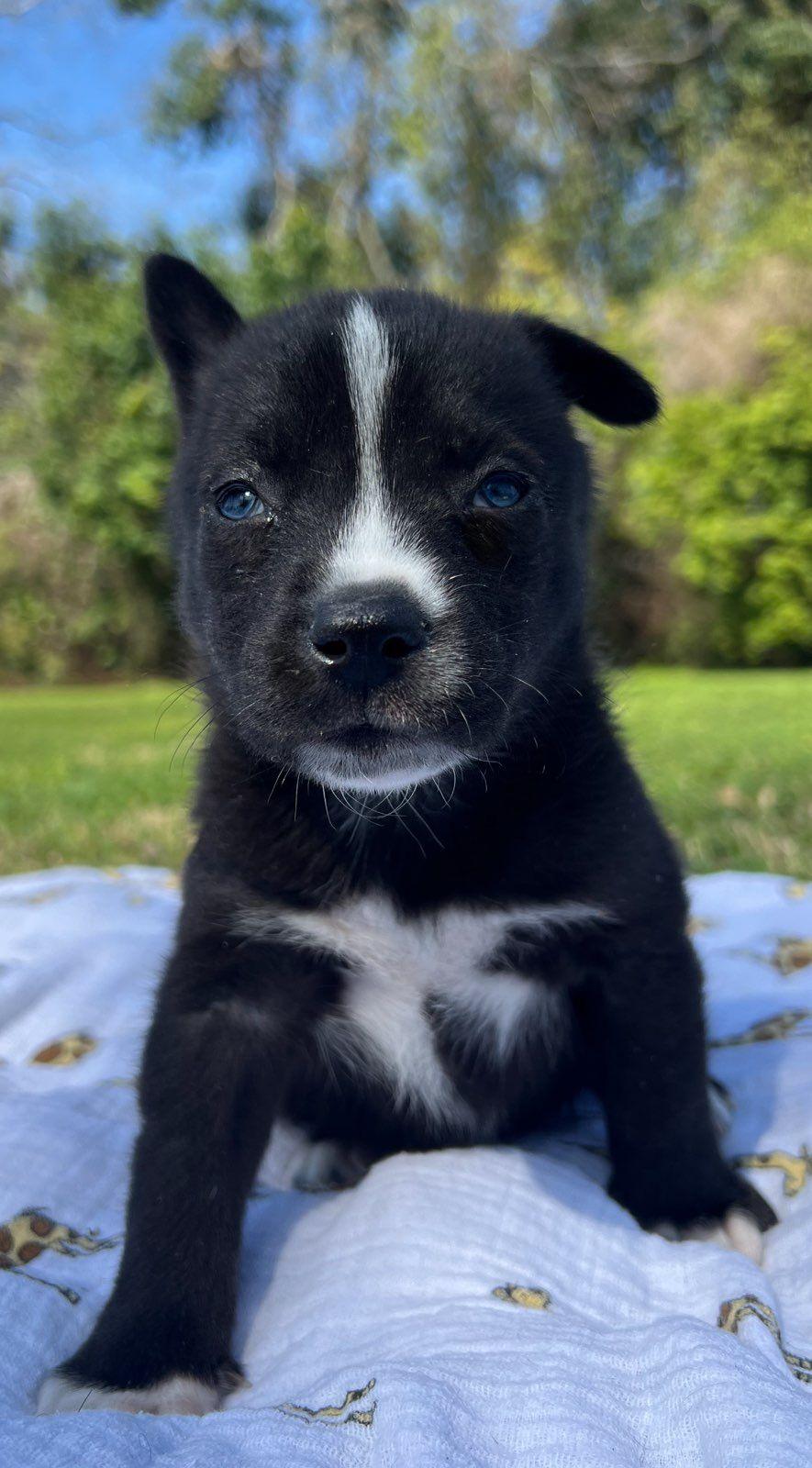 Valentino, a Adoptable mixed breed in Roselle, IL image 2/5