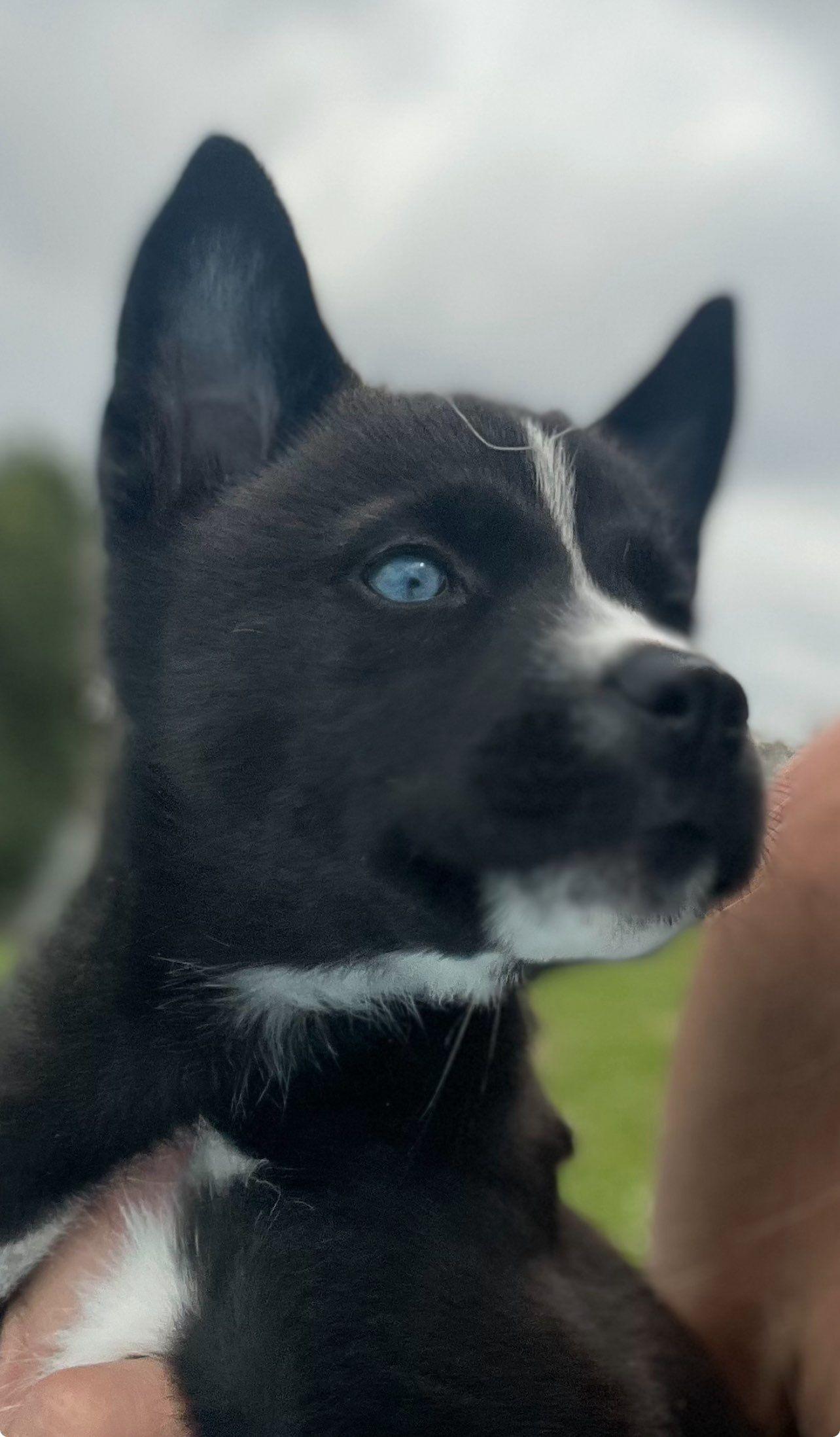 Valentino, a Adoptable mixed breed in Roselle, IL image 1/5