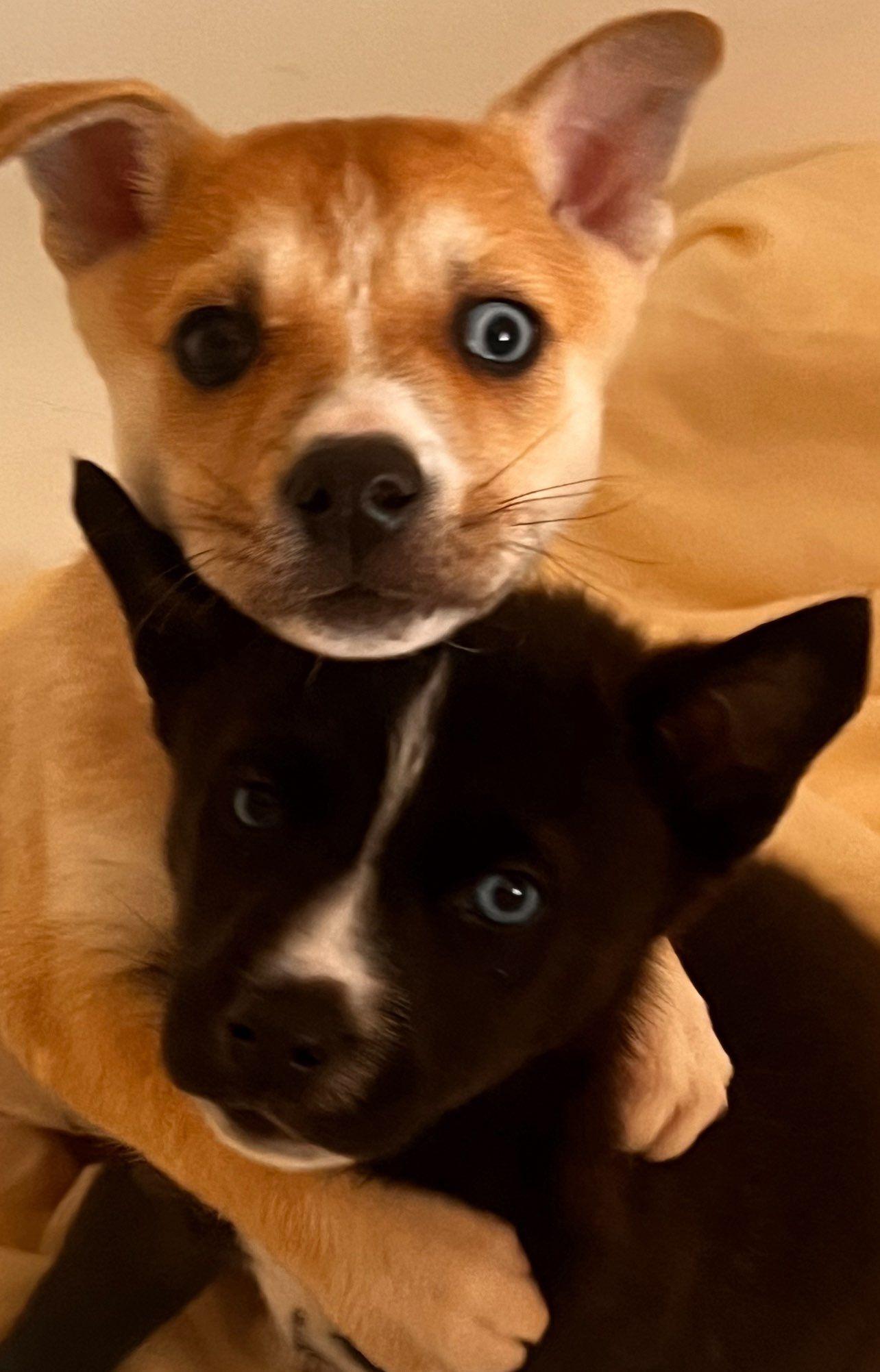 Valentino, a Adoptable mixed breed in Roselle, IL image 3/5