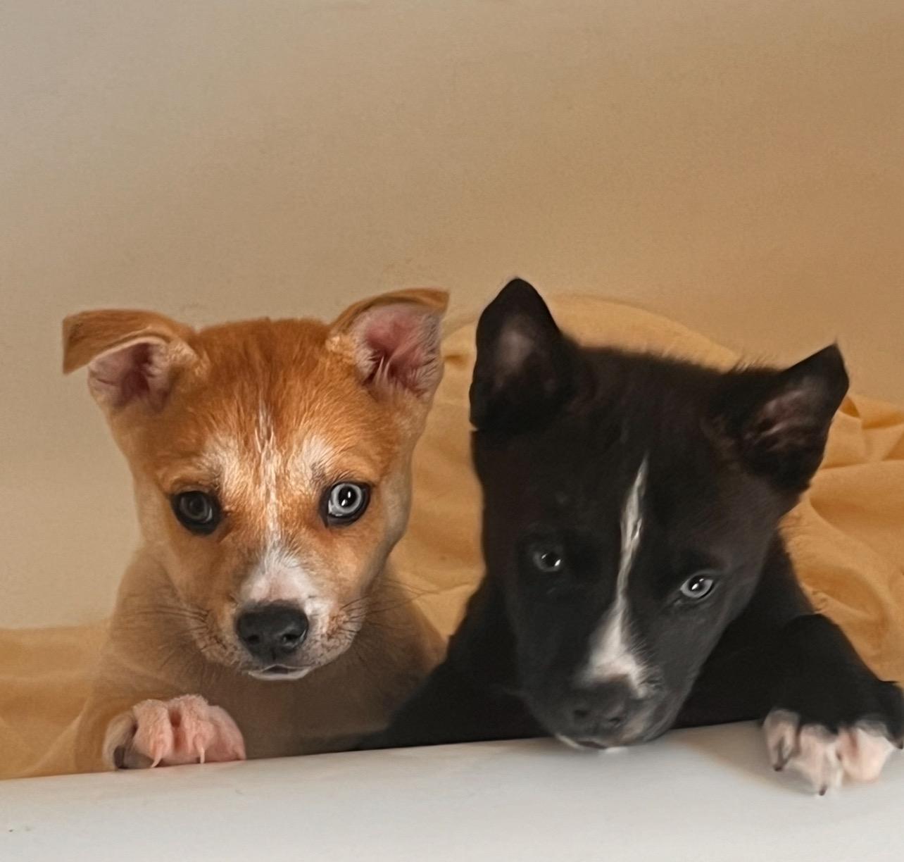 Valentino, a Adoptable mixed breed in Roselle, IL image 5/5