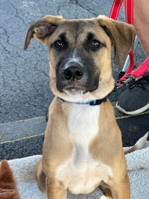 Baylen, Adopted, Puppy Male Pit Bull Terrier & Terrier.