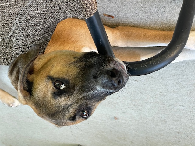 Baylen, a Adopted mixed breed in Buffalo, NY image 2/6